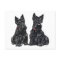 Two Black Scottish Terriers