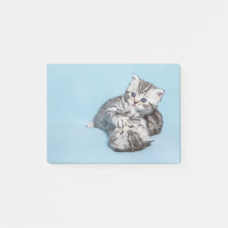 Two black silver tabby kittens playing together.JP Post-it Notes