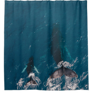 TWO BLACK WHALES SWIMMING IN BODY OF WATER
