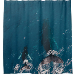 TWO BLACK WHALES SWIMMING IN BODY OF WATER