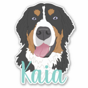 Two Blue Eyed Bernese Mountain Dog 