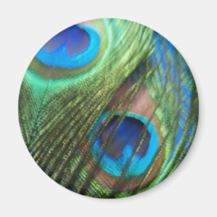 Two Blue Peacock Feathers Magnet