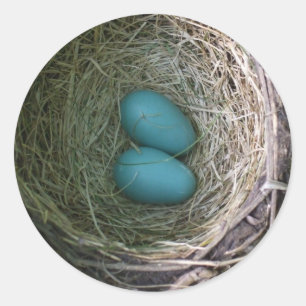 Two Blue Robin's Eggs in Nest Classic Round Sticke Sticker