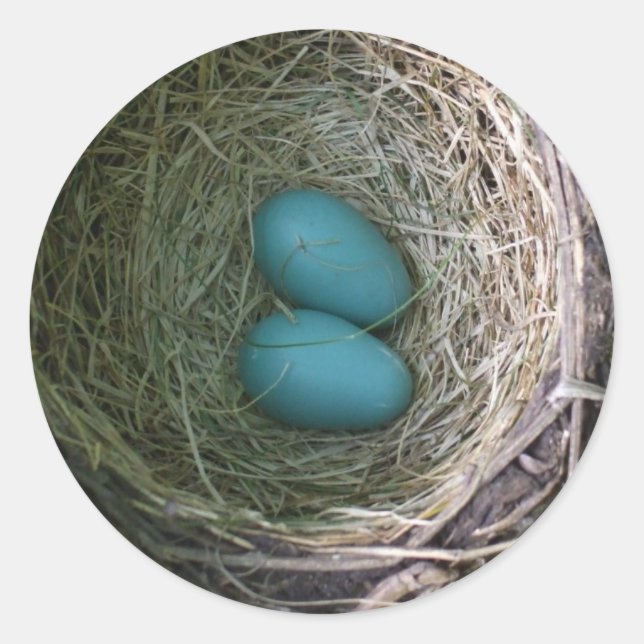 Two Blue Robin's Eggs in Nest Classic Round Sticke Sticker (Front)