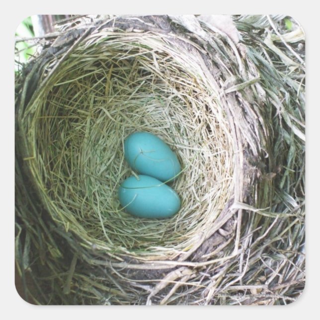 Two Blue Robin's Eggs in Nest Square Sticker (Front)