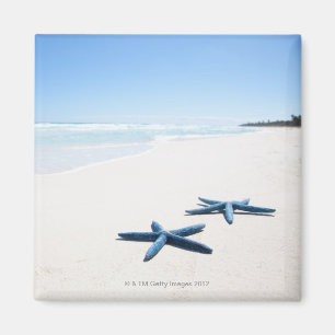 Two blue starfish at water's edge on tropical 2 magnet