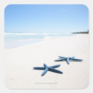 Two blue starfish at water's edge on tropical 2 square sticker