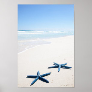 Two blue starfish at water's edge on tropical poster