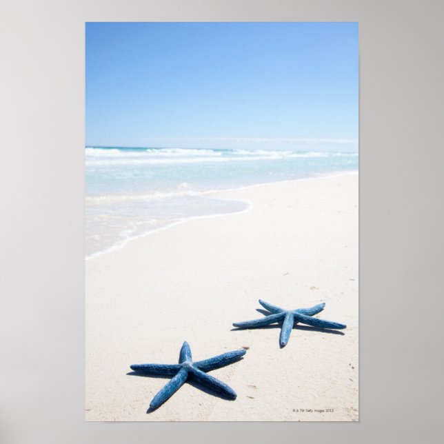 Two blue starfish at water's edge on tropical poster (Front)