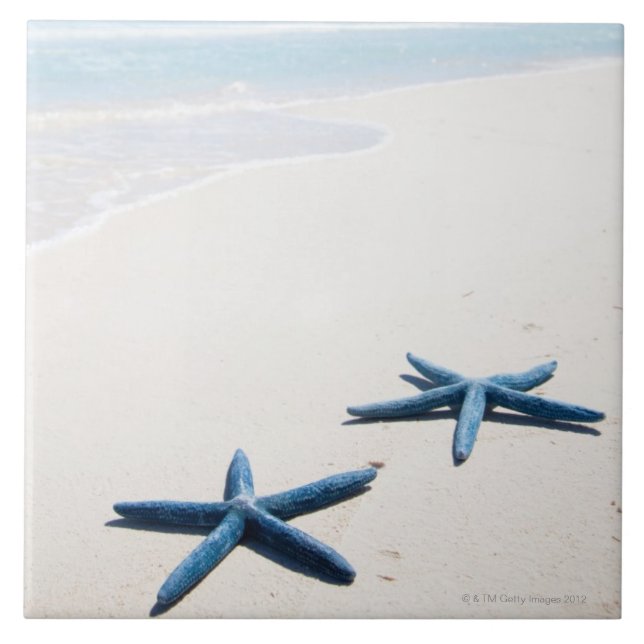 Two blue starfish at water's edge on tropical tile (Front)