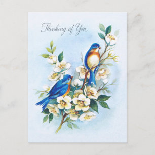 Two Bluebirds Postcard