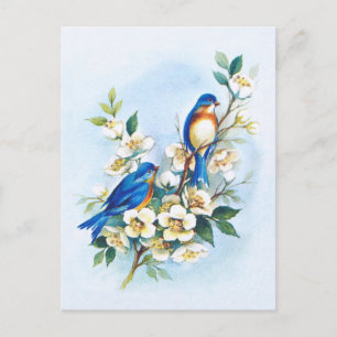 Two Bluebirds Postcard