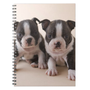 Two Boston Terrier Puppies Notebook