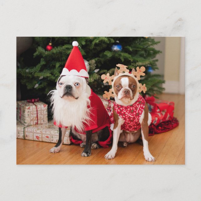 Two boston terriers in Christmas costumes Holiday Postcard (Front)