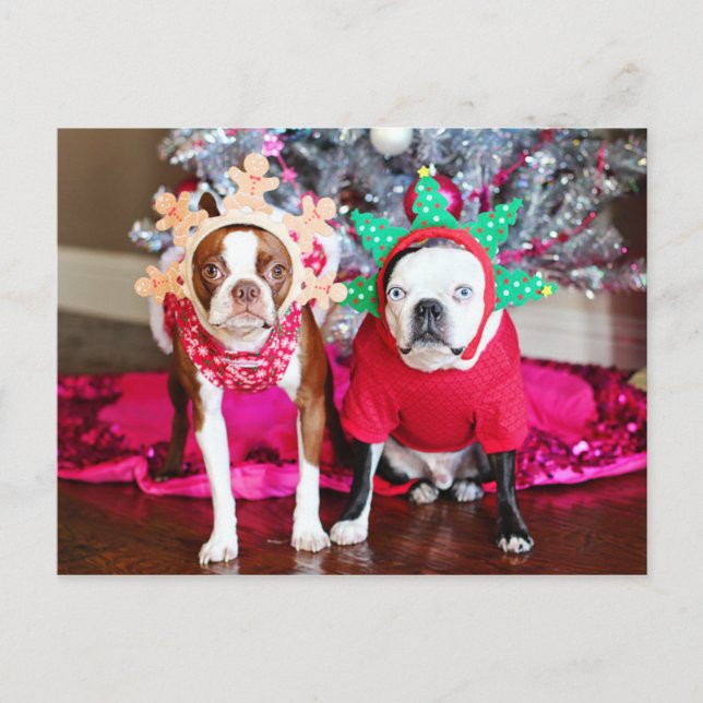 Two BostonTerriers Postcard (Front)