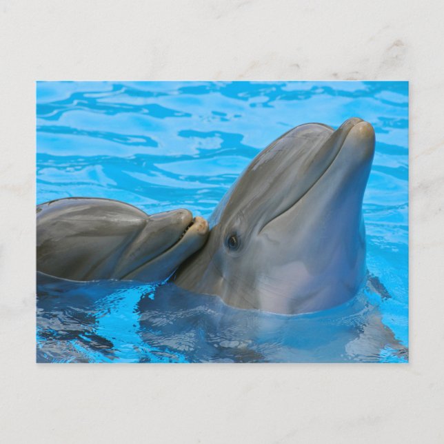 Two bottlenose dolphins postcard (Front)