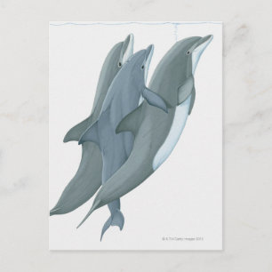 Two Bottlenosed Dolphins Postcard