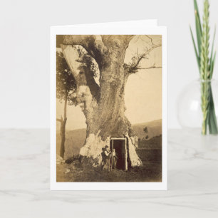 Two boys at the doorway of their treehouse, c.1870 card