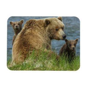 Two Brown Bear Cubs with Mother by the Water Magnet