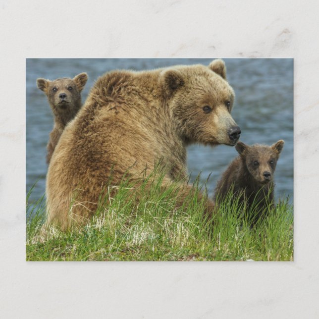 Two Brown Bear Cubs with Mother by the Water Postcard (Front)