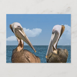 Two Brown Pelicans Postcard