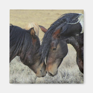 Two Brown Wild Horses Nuzzling Magnet