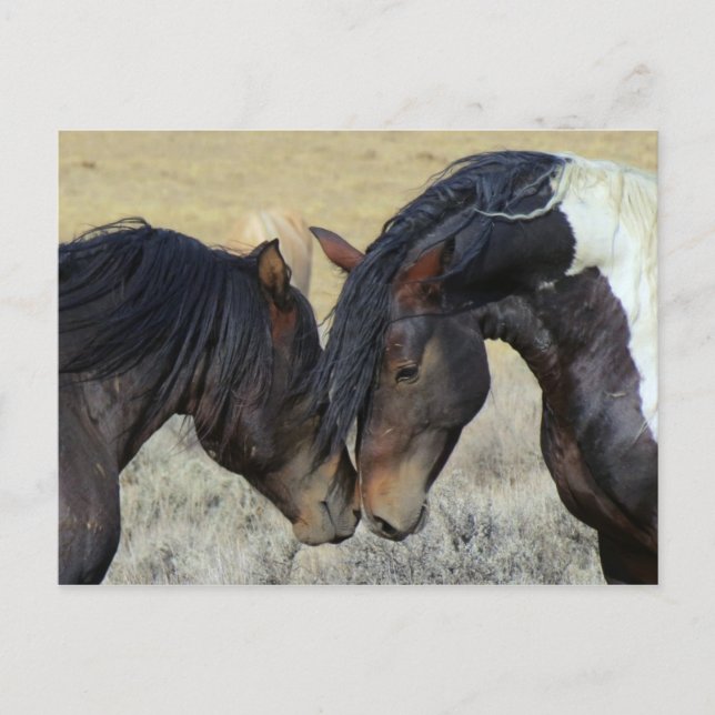 Two Brown Wild Horses Nuzzling Postcard (Front)