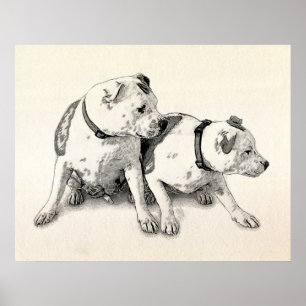 Two Bull Terriers Poster