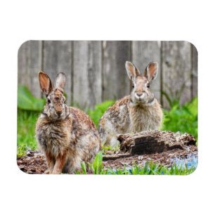 Two Bunny Rabbits Magnet