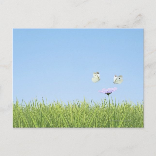 Two butterflies hovering over flower postcard (Front)