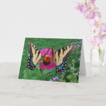 Two Butterflies Sharing a Pink Zinnia, Blank