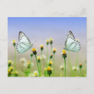 Two butterflies, two flowers postcard