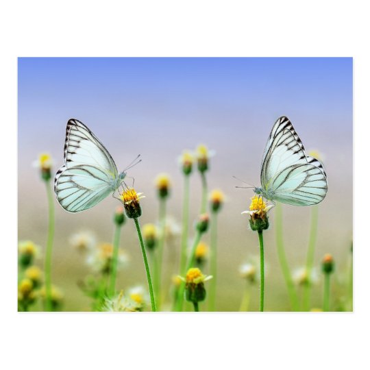 Two butterflies, two flowers postcard