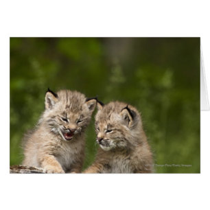 Two Canada Lynx Kittens Playing On A Log