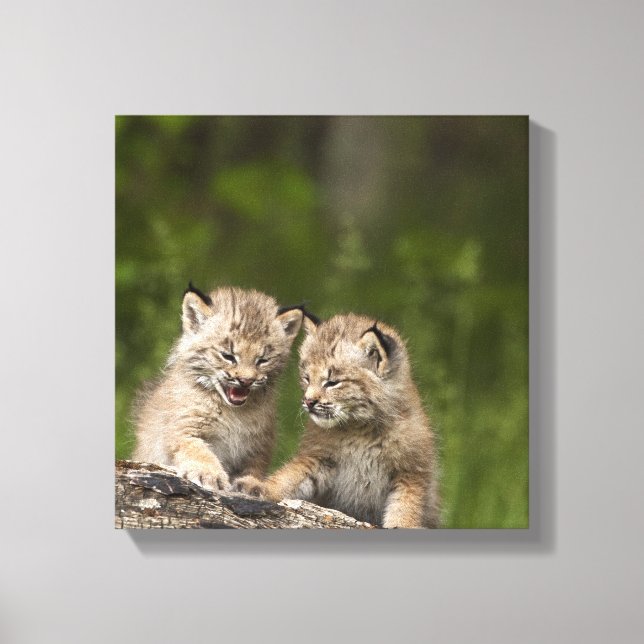 Two Canada Lynx Kittens Playing On A Log Canvas Print (Front)