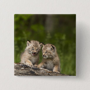 Two Canada Lynx (Lynx Canadensis) Kittens 2 Inch Square Button