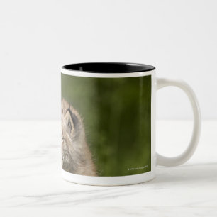 Two Canada Lynx (Lynx Canadensis) Kittens Two-Tone Coffee Mug