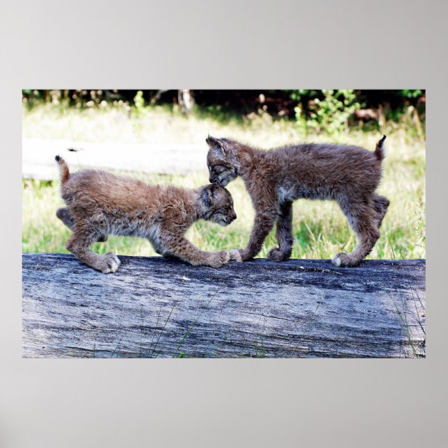 Two Canadian Lynx Kittens playing on a Log Poster (Front)