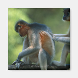 Two capped langurs (Presbytis pileatus) sitting Magnet