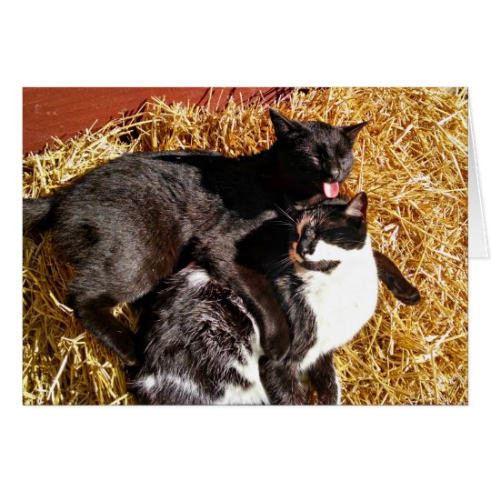 Two Cats in Love Greeting Card
