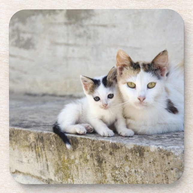 Two cats on stone steps coaster (Front)