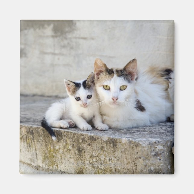 Two cats on stone steps magnet (Front)
