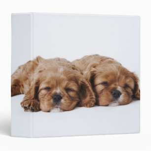 Two Cavalier King Charles Spaniel puppies Binder