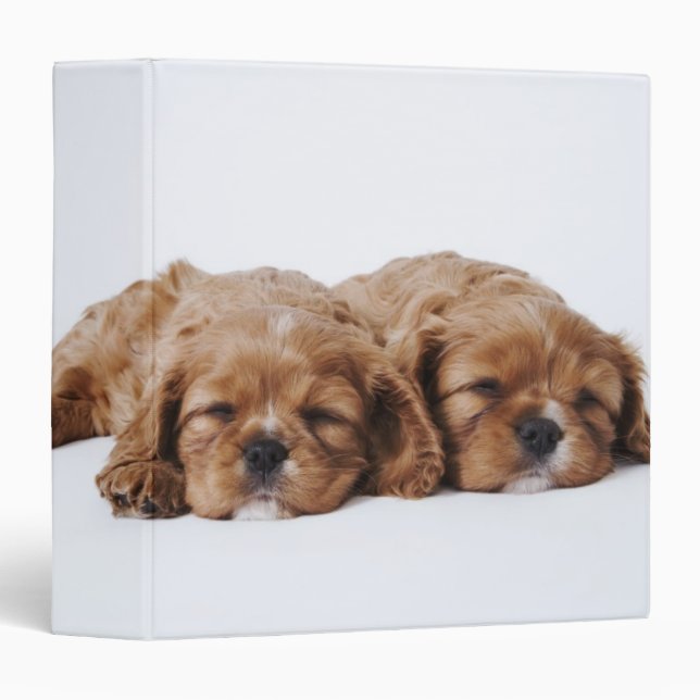 Two Cavalier King Charles Spaniel puppies Binder (Front/Spine)