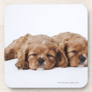 Two Cavalier King Charles Spaniel puppies Coaster