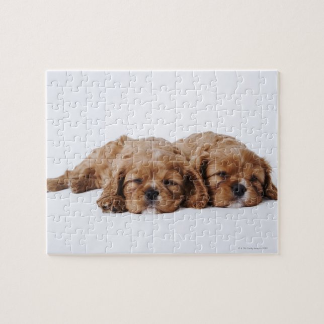 Two Cavalier King Charles Spaniel puppies Jigsaw Puzzle (Horizontal)
