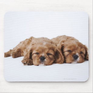 Two Cavalier King Charles Spaniel puppies Mouse Pad