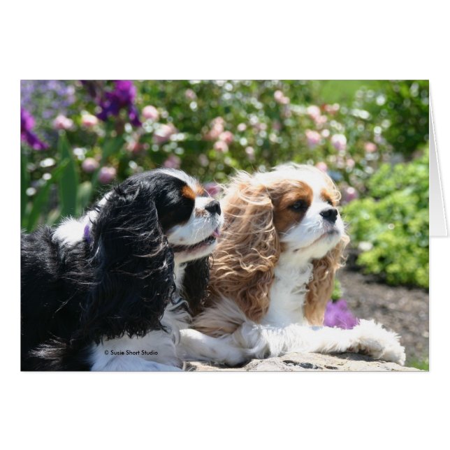 Two Cavaliers visit a summer garden-card (Front Horizontal)