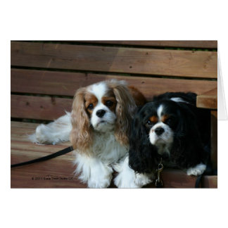 Two Cavaliers waiting on a bench