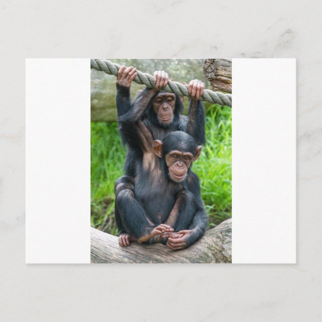 Two cheeky baby chimps playing postcard (Front)